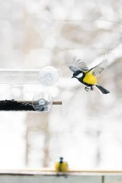 A large tit on the window in the house. Eats food Stock Photos