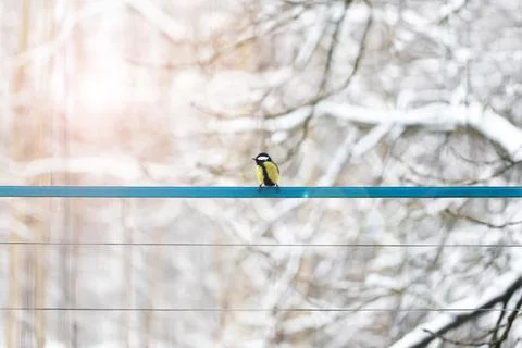 A large tit on the window in the house. Eats food Stock Photos