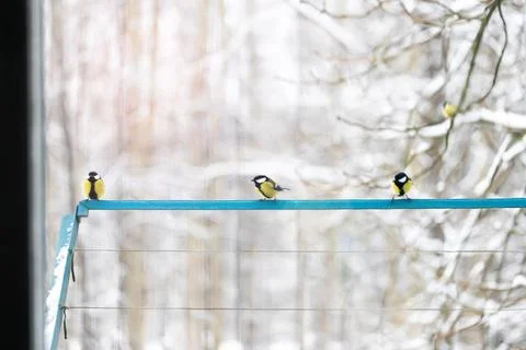 A large tit on the window in the house. Eats food Stock Photos