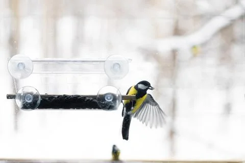 A large tit on the window in the house. Eats food Stock Photos