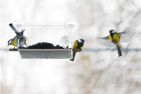 A large tit on the window in the house. Eats food Stock Photos