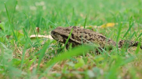 Large toad frog walking in the grass Stock Footage 280901302