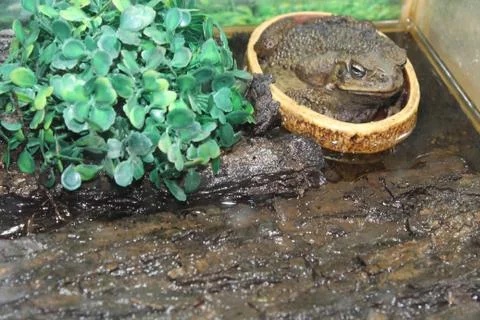 Large toad Stock Photos