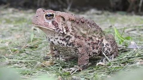 Large toad sitting in a grassy field Stock Footage 77302695