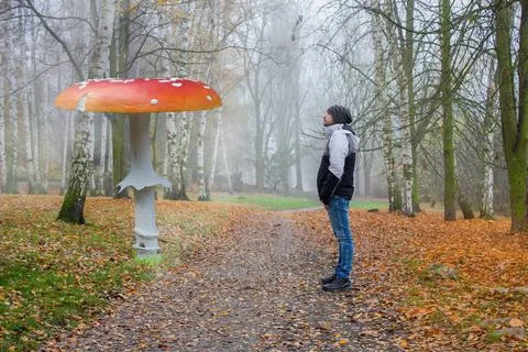 A large toadstool grows in a mysterious deciduous forest. Stock Photos