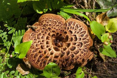 Large toadstool with interestingly textured mushroom's cap in grass Stock Photos