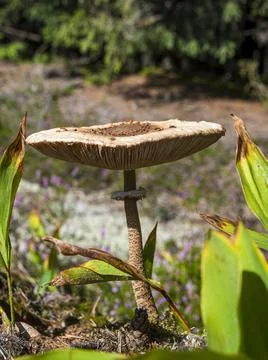 Large toadstool mushroom's head on thin leg in grass Stock Photos
