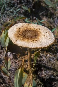 Large toadstool mushroom's head on thin leg in grass Stock Photos