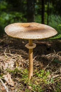 Large toadstool mushroom's head on thin leg near fern Stock Photos