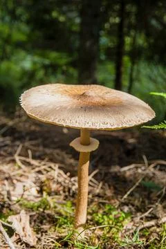 Large toadstool mushroom's head on thin leg near fern Stock Photos