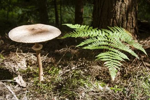 Large toadstool mushroom's head on thin leg near fern Stock Photos