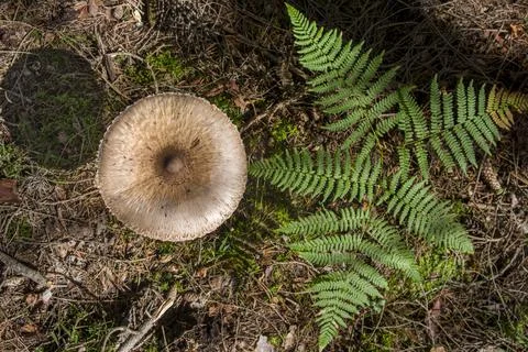 Large toadstool mushroom's head on thin leg near fern Stock Photos