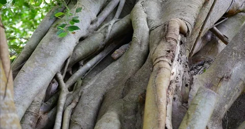 A Large Tokay Gecko waiting in a Tree Video stock 56477487