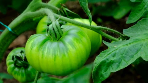 Large tomato growing Stock Footage 246548972