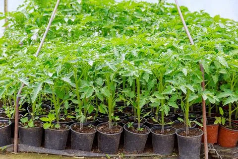 Large tomato seedlings in plastic cups in a greenhouse. Growing seedlings of  Stock Photos