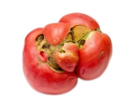Large tomato on a white background Stock Photos