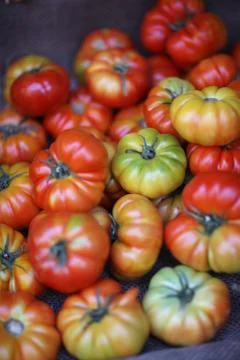 Large tomatoes of different degree of maturity in a box on the counter of the Stock Photos