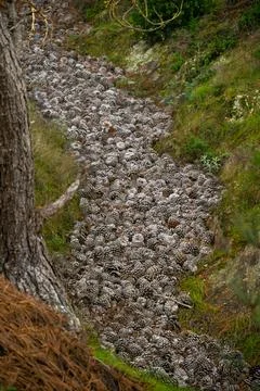 Large Torrey Pine Cones Cascade Down The Mountain Side On Santa Rosa 写真素材
