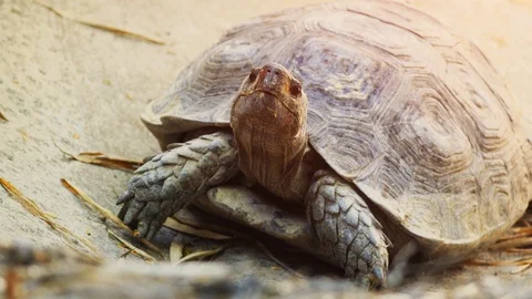 Large Tortoise. 4k video Stock Footage 89857261