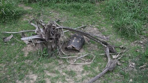 Large Tortoise from above. 動画素材 73416148