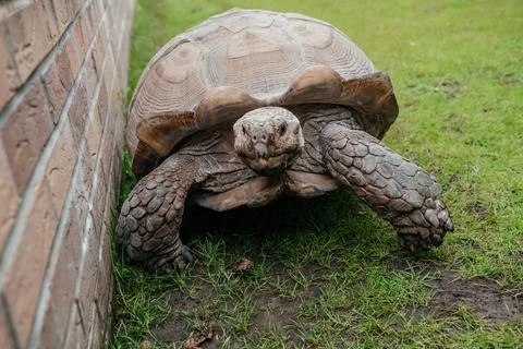 Large Tortoise Crawling Alongside Brick Enclosure Stock Photos