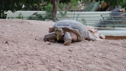 Large tortoise eating grass in its enclosure with a bird perched on the fence 스톡 동영상 318832788