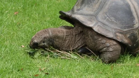 Large Tortoise eating leaves Stock Footage 251685899