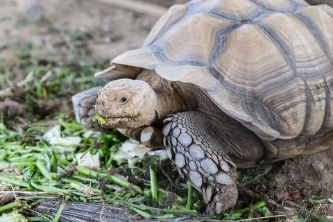 Large tortoise eating  vegetables Stock Photos