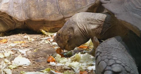 Large tortoise eats vegetables, carrots and cabbages Stock Footage 323084521