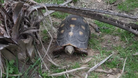 Large Tortoise Stockbeeldmateriaal 73416118