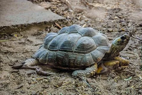 Large tortoise has stretched out its neck and is crawling on the ground. Stock Photos