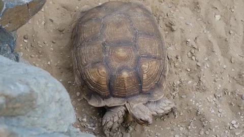 A large tortoise lies on the sand Stockbeeldmateriaal 340664809