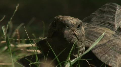 Large tortoise macro 1 Stock Footage 576563