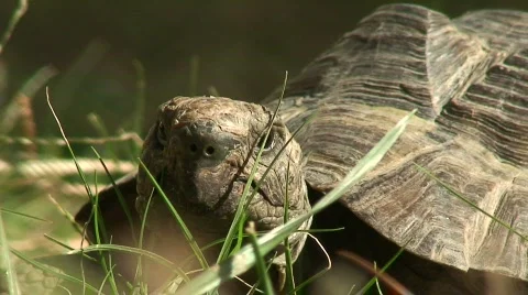 Large tortoise macro 2 Stock Footage 576589