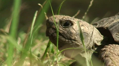 Large tortoise macro 3 Video stock 576648