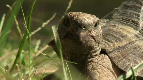 Large tortoise macro 4 Video stock 576724