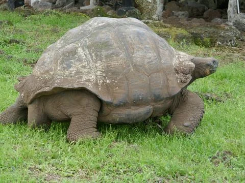 Large tortoise moves slowly through green grass. Weathered shell shows age. Stock Photos