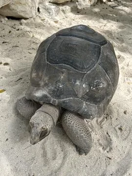 Large tortoise resting on sandy ground Stock Photos