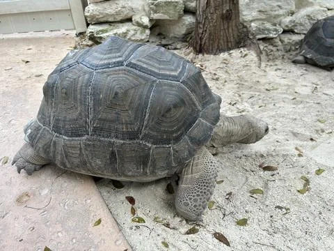 Large tortoise resting on sandy ground Stock Photos