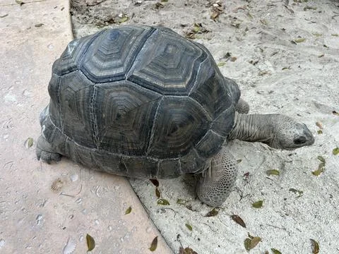 Large tortoise resting on sandy ground Stock Photos