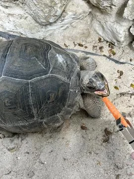 Large tortoise resting on sandy ground Stock Photos