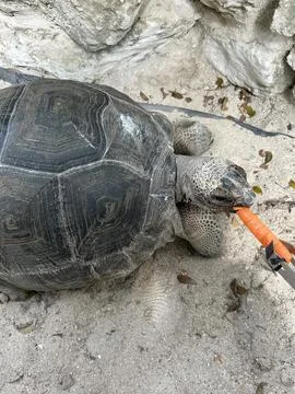 Large tortoise resting on sandy ground Stock Photos