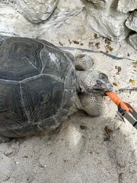 Large tortoise resting on sandy ground Stock Photos