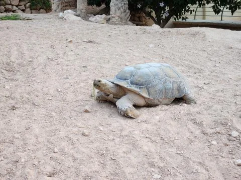 A large tortoise rests on the sandy ground with green vegetation in its mouth Stock Photos