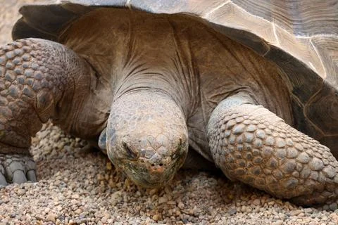 Large tortoise rests on sandy terrain, highlighting its textured shell and li Stock Photos