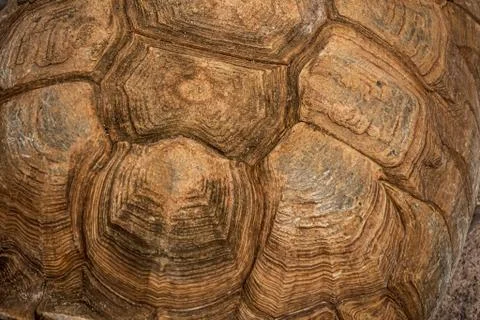 Large tortoise shell pattern background and texture Stock Photos