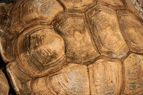 Large tortoise shell pattern background and texture 写真素材