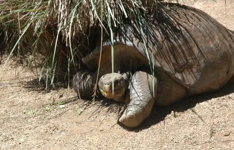 A large tortoise sheltering under a clump of grass. Stock Photos