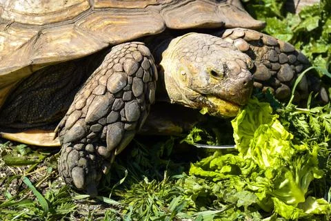 Large tortoise with textured shell is munching on fresh green lettuce in a .. Stock Photos