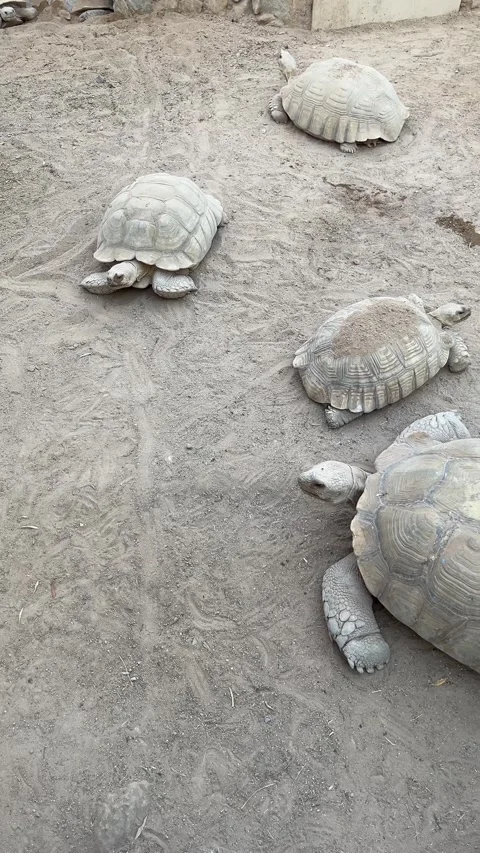 Large tortoise walking among smaller tortoises on dirt surface Stock Footage 310966558